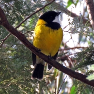 Pachycephala pectoralis at Paddys River, ACT - 20 Jun 2018 03:08 PM