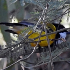 Pachycephala pectoralis at Paddys River, ACT - 20 Jun 2018 03:08 PM