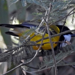 Pachycephala pectoralis at Paddys River, ACT - 20 Jun 2018 03:08 PM