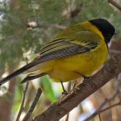 Pachycephala pectoralis at Paddys River, ACT - 20 Jun 2018 03:08 PM