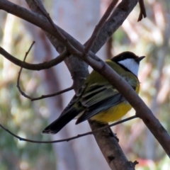 Pachycephala pectoralis at Paddys River, ACT - 20 Jun 2018