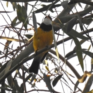 Pachycephala pectoralis at Paddys River, ACT - 20 Jun 2018 03:08 PM