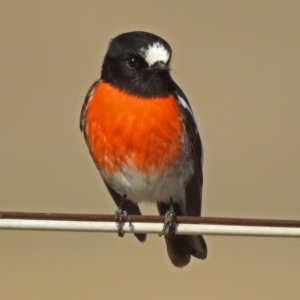 Petroica boodang at Paddys River, ACT - 20 Jun 2018 11:40 AM