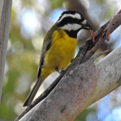 Falcunculus frontatus (Eastern Shrike-tit) at Paddys River, ACT - 20 Jun 2018 by RodDeb