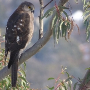 Accipiter fasciatus at Garran, ACT - 21 Jun 2018