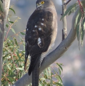 Accipiter fasciatus at Garran, ACT - 21 Jun 2018