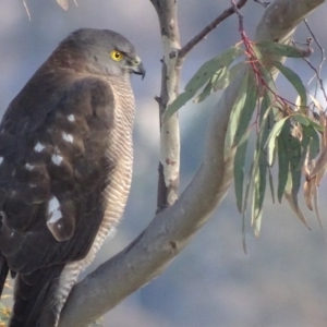 Tachyspiza fasciata at Garran, ACT - 21 Jun 2018