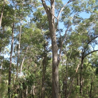 Native tree with hollow(s) (Native tree with hollow(s)) at Mogo State Forest - 22 Feb 2018 by nickhopkins