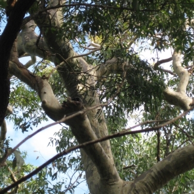 Native tree with hollow(s) (Native tree with hollow(s)) at Mogo State Forest - 22 Feb 2018 by nickhopkins