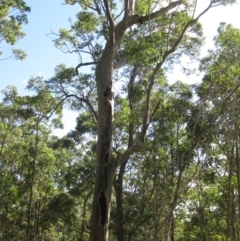 Native tree with hollow(s) (Native tree with hollow(s)) at Mogo State Forest - 22 Feb 2018 by nickhopkins