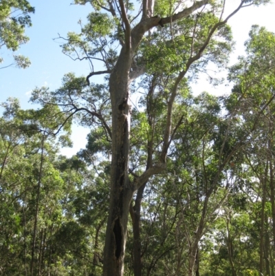 Native tree with hollow(s) (Native tree with hollow(s)) at Mogo State Forest - 22 Feb 2018 by nickhopkins