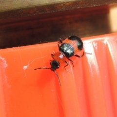 Dicranolaius bellulus (Red and Blue Pollen Beetle) at Pollinator-friendly garden Conder - 29 Dec 2017 by michaelb