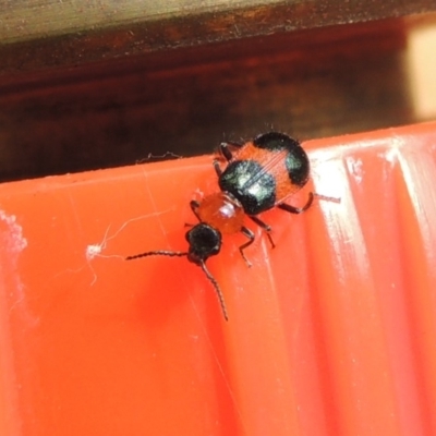 Dicranolaius cinctus (Notched-leg Red & Blue Flower Beetle) at Conder, ACT - 29 Dec 2017 by MichaelBedingfield