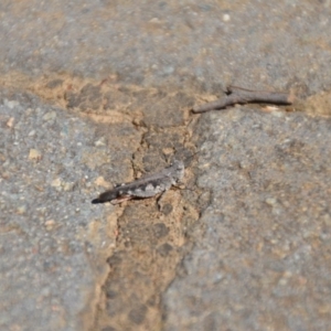 Pycnostictus sp. (genus) at Wamboin, NSW - 3 Mar 2018 02:06 PM