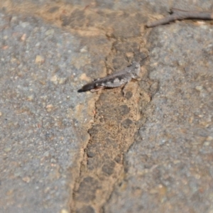 Pycnostictus sp. (genus) at Wamboin, NSW - 3 Mar 2018