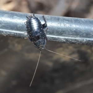 Platyzosteria melanaria at Wamboin, NSW - 3 Mar 2018