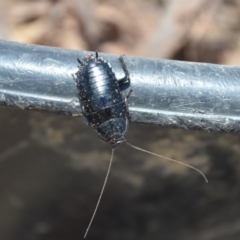 Platyzosteria melanaria at Wamboin, NSW - 3 Mar 2018 04:08 PM