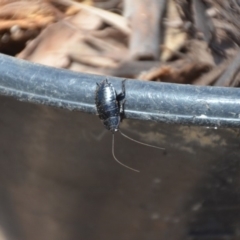 Platyzosteria melanaria at Wamboin, NSW - 3 Mar 2018 04:08 PM