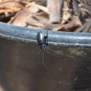 Platyzosteria melanaria at Wamboin, NSW - 3 Mar 2018