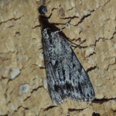 Spectrotrota fimbrialis (A Pyralid moth) at Pollinator-friendly garden Conder - 29 Dec 2017 by michaelb