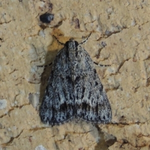 Spectrotrota fimbrialis at Conder, ACT - 29 Dec 2017