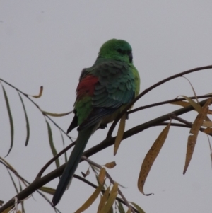 Psephotus haematonotus at Barton, ACT - 28 May 2018 06:36 PM