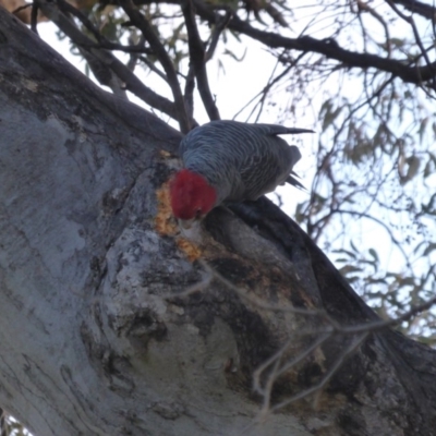 Callocephalon fimbriatum (Gang-gang Cockatoo) at O'Malley, ACT - 22 Jun 2014 by Mike