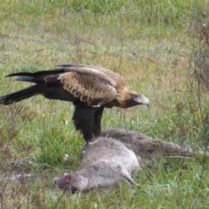 Aquila audax at Belconnen, ACT - 4 Jun 2014