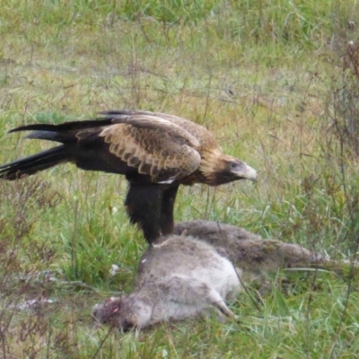 Aquila audax (Wedge-tailed Eagle) at Belconnen, ACT - 4 Jun 2014 by Mike
