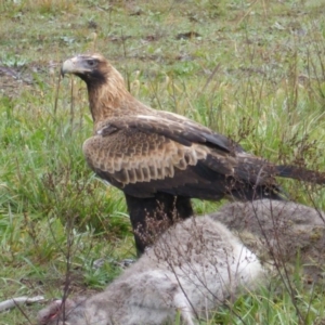 Aquila audax at Belconnen, ACT - 4 Jun 2014