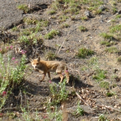 Vulpes vulpes (Red Fox) at Jerrabomberra, ACT - 31 Dec 2014 by Mike