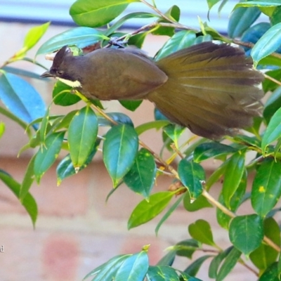 Psophodes olivaceus (Eastern Whipbird) at Lake Conjola, NSW - 28 Sep 2015 by Charles Dove