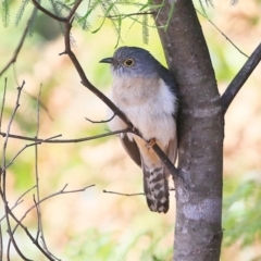 Cacomantis flabelliformis (Fan-tailed Cuckoo) at Lake Conjola, NSW - 29 Sep 2015 by CharlesDove