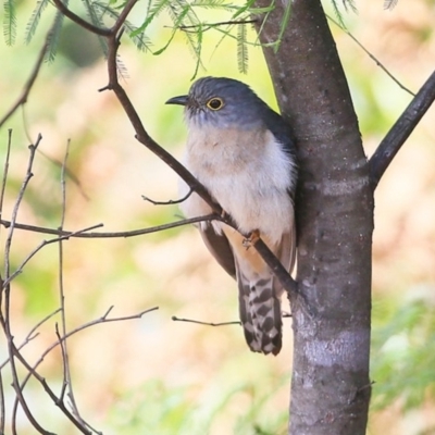 Cacomantis flabelliformis (Fan-tailed Cuckoo) at Lake Conjola, NSW - 29 Sep 2015 by CharlesDove