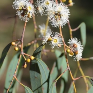 Eucalyptus mannifera at Wamboin, NSW - 9 Mar 2018 12:56 PM