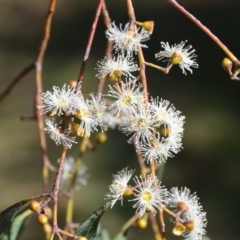 Eucalyptus mannifera at Wamboin, NSW - 9 Mar 2018