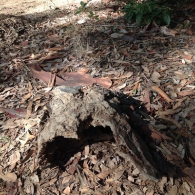 Native tree with hollow(s) (Native tree with hollow(s)) at Corunna, NSW - 22 Jun 2018 by LocalFlowers