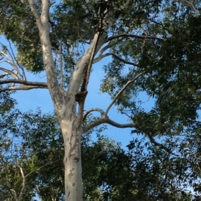 Native tree with hollow(s) (Native tree with hollow(s)) at Corunna, NSW - 22 Jun 2018 by LocalFlowers