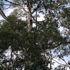 Native tree with hollow(s) (Native tree with hollow(s)) at Corunna, NSW - 22 Jun 2018 by LocalFlowers