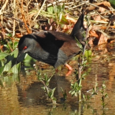 Zapornia tabuensis (Spotless Crake) at Fyshwick, ACT - 22 Jun 2018 by RodDeb