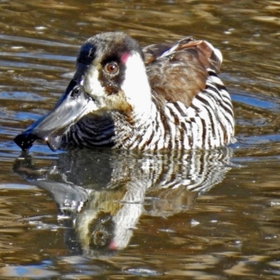 Malacorhynchus membranaceus (Pink-eared Duck) at Fyshwick, ACT - 22 Jun 2018 by RodDeb