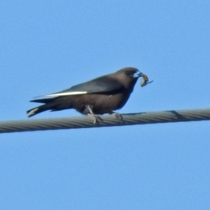 Artamus cyanopterus cyanopterus at Fyshwick, ACT - 22 Jun 2018