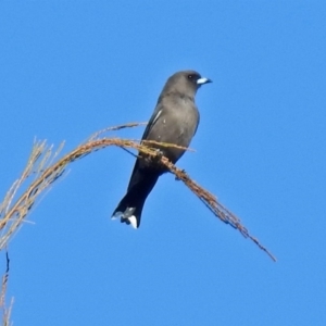 Artamus cyanopterus cyanopterus at Fyshwick, ACT - 22 Jun 2018