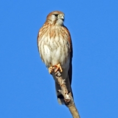 Falco cenchroides (Nankeen Kestrel) at Fyshwick, ACT - 22 Jun 2018 by RodDeb