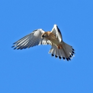 Falco cenchroides at Fyshwick, ACT - 22 Jun 2018