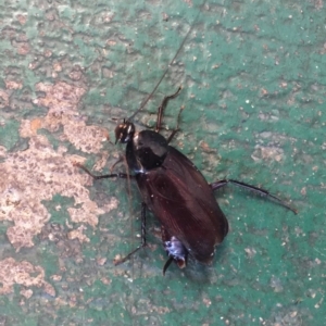 Periplaneta fuliginosa at Belconnen, ACT - 20 Jun 2018