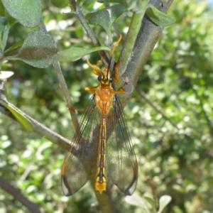 Nymphes myrmeleonoides at Aranda, ACT - 9 Dec 2014 01:21 PM