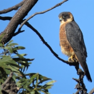 Falco longipennis at Garran, ACT - 22 Jun 2018 01:10 PM