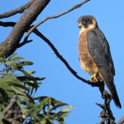 Falco longipennis (Australian Hobby) at Garran, ACT - 22 Jun 2018 by KumikoCallaway