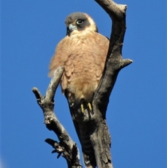 Falco longipennis at Garran, ACT - 22 Jun 2018 01:10 PM